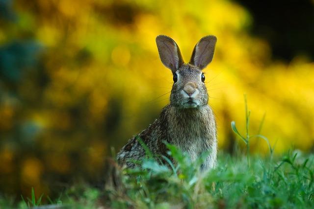 Otologická poradna: Expertní péče o vaše uši