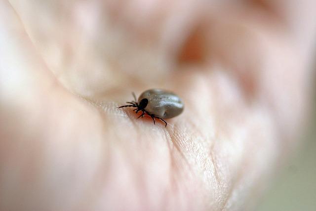 Zdravotní rizika spojená s konzumací lysohlávek