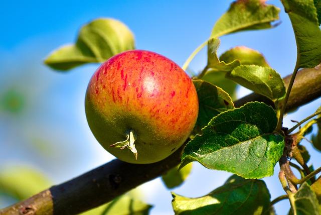 Důležité tipy pro úspěšnou detoxikaci a harmonizaci těla