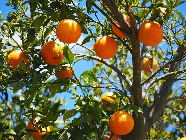 Pomeranče jako zdroj vitamínu C pro podporu duševního zdraví